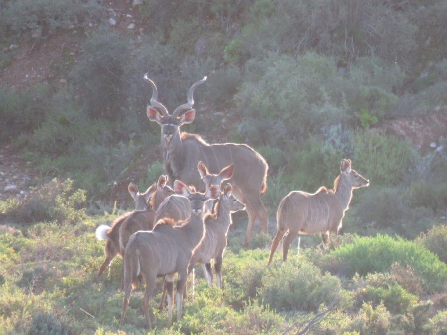 Commercial Property for Sale in Oudtshoorn Rural Western Cape